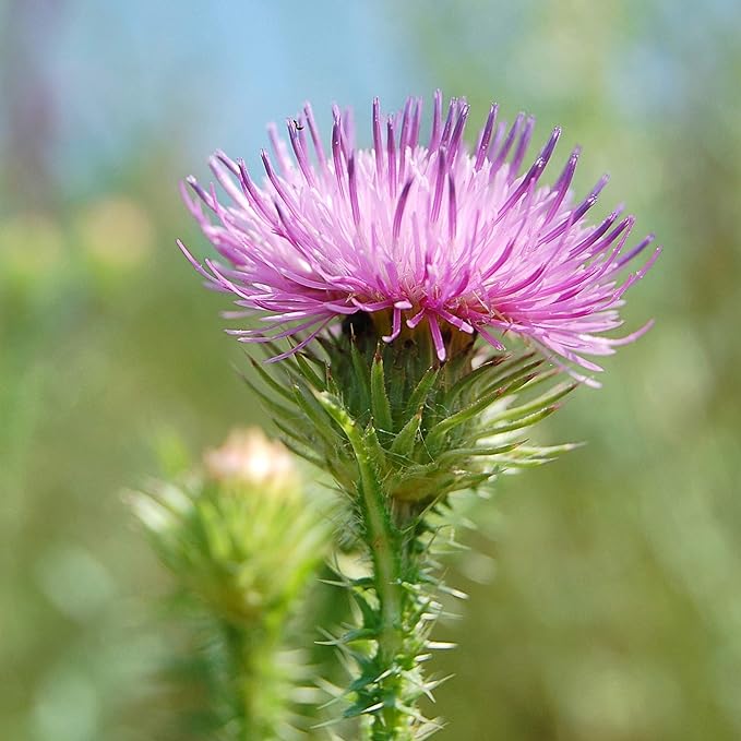 New Nordic Active Liver 30t