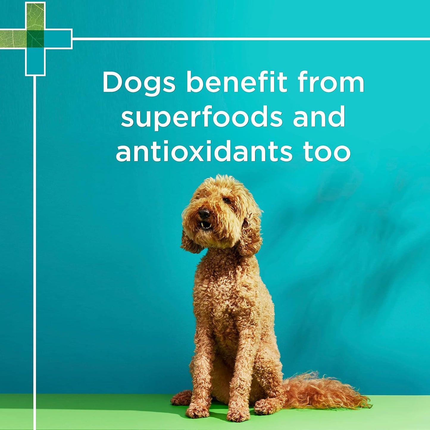 PAW By Blackmores Wellness + Vitality (For Dogs approx 60 chews) 300g