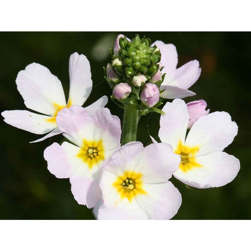 Bach Flower Remedies Water Violet 20ml