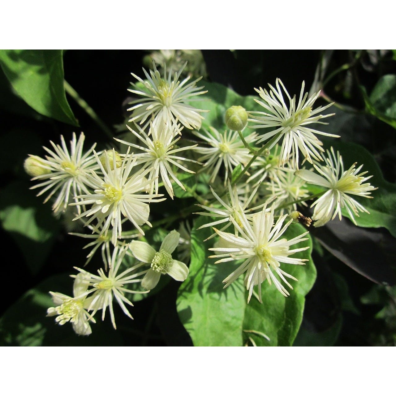 Bach Flower Remedies Clematis 20ml