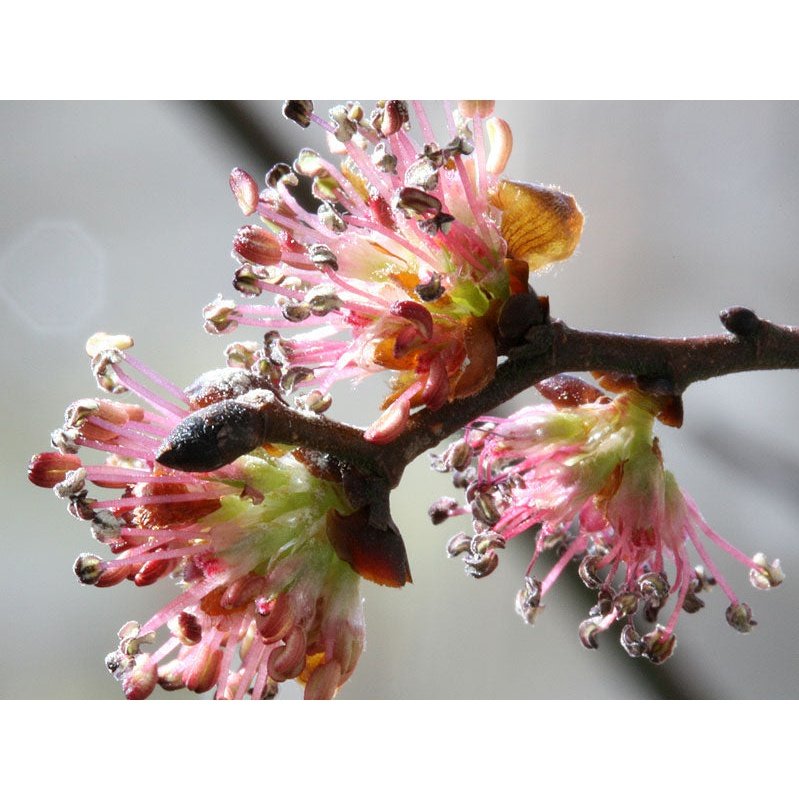 Bach Flower Remedies Elm 20ml