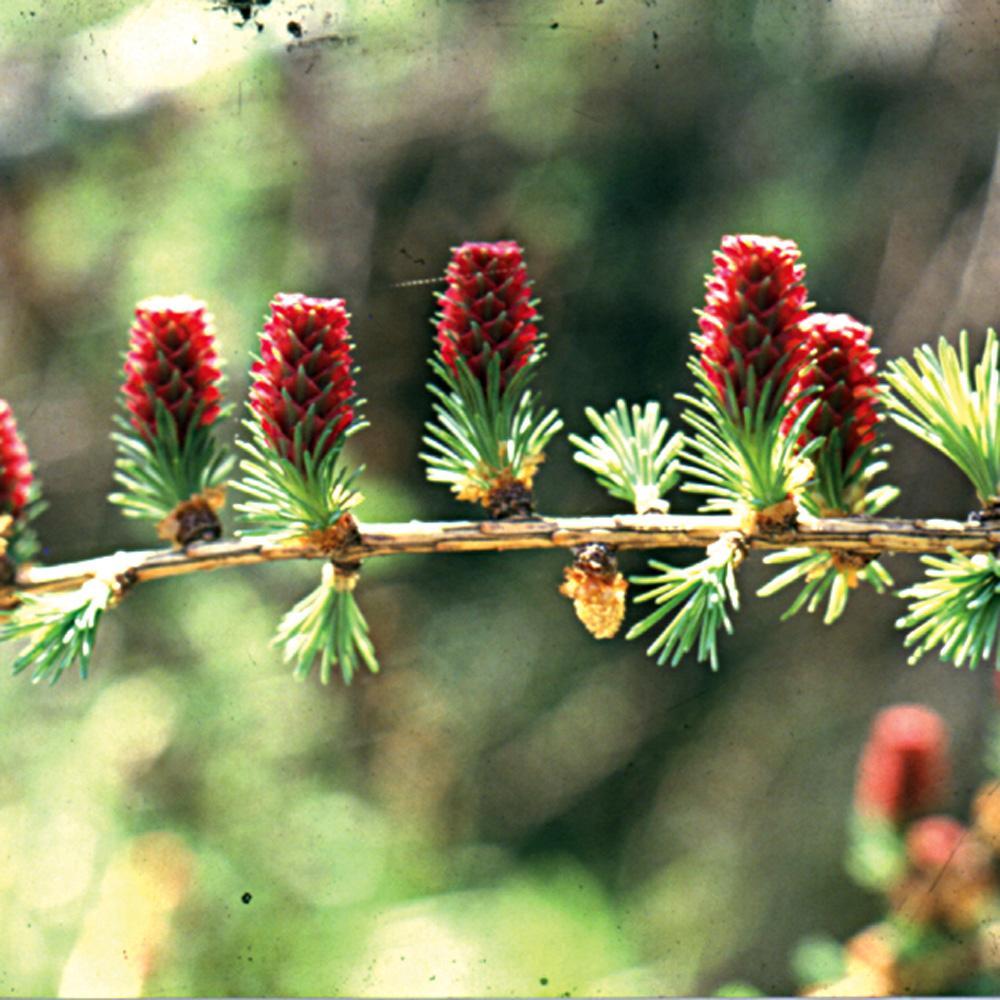 Bach Flower Remedies Larch 20ml