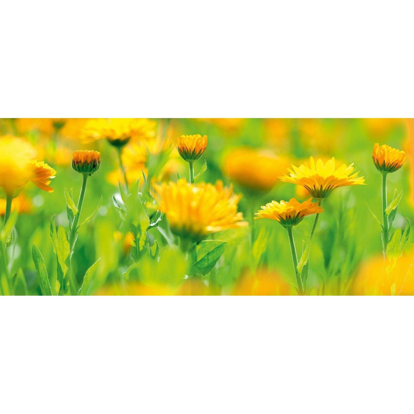 WELEDA Baby All Purpose Balm Calendula 25g