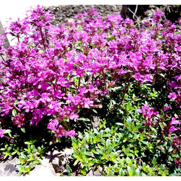 Ausganica Organic Essential Oil Thyme Red 10ml