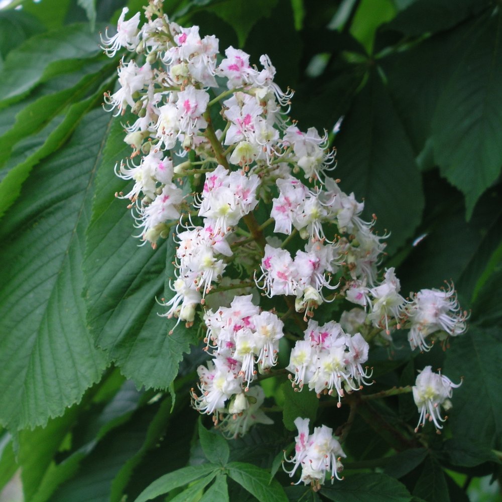 Bach Flower Remedies White Chestnut 20ml