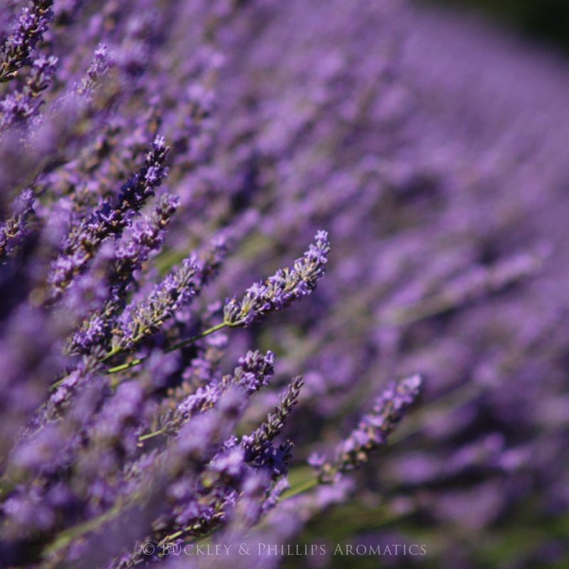 Ausganica Organic Essential Oil Lavender Spike 10ml
