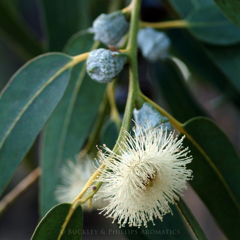 Ausganica Organic Essential Oil Eucalyptus Blue Mallee 10ml