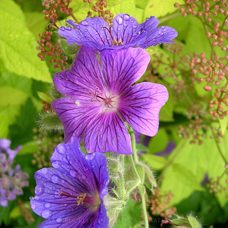 Ausganica Organic Essential Oil Geranium 10ml