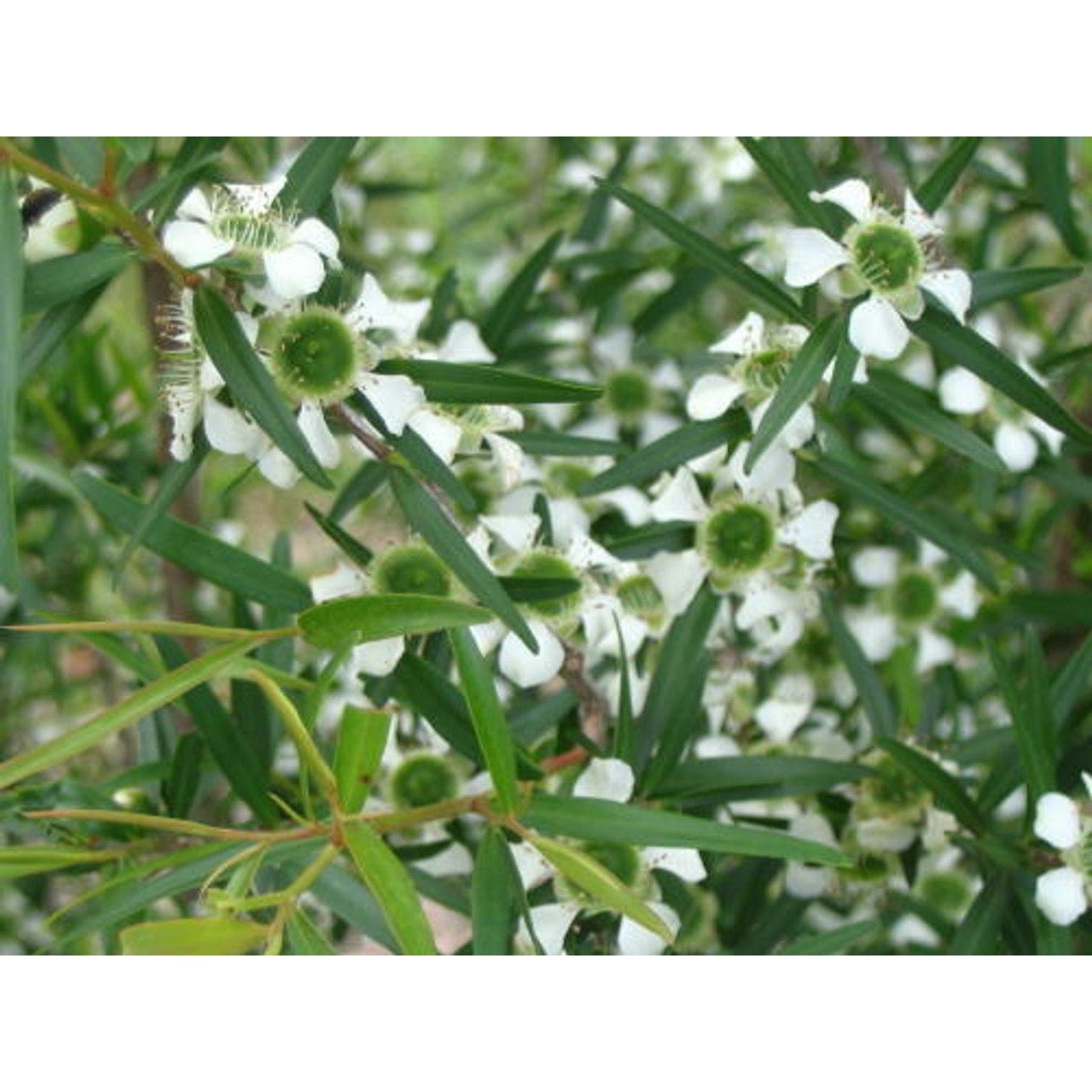 Ausganica Organic Hydrosol Lemon Scented Tea Tree 125ml