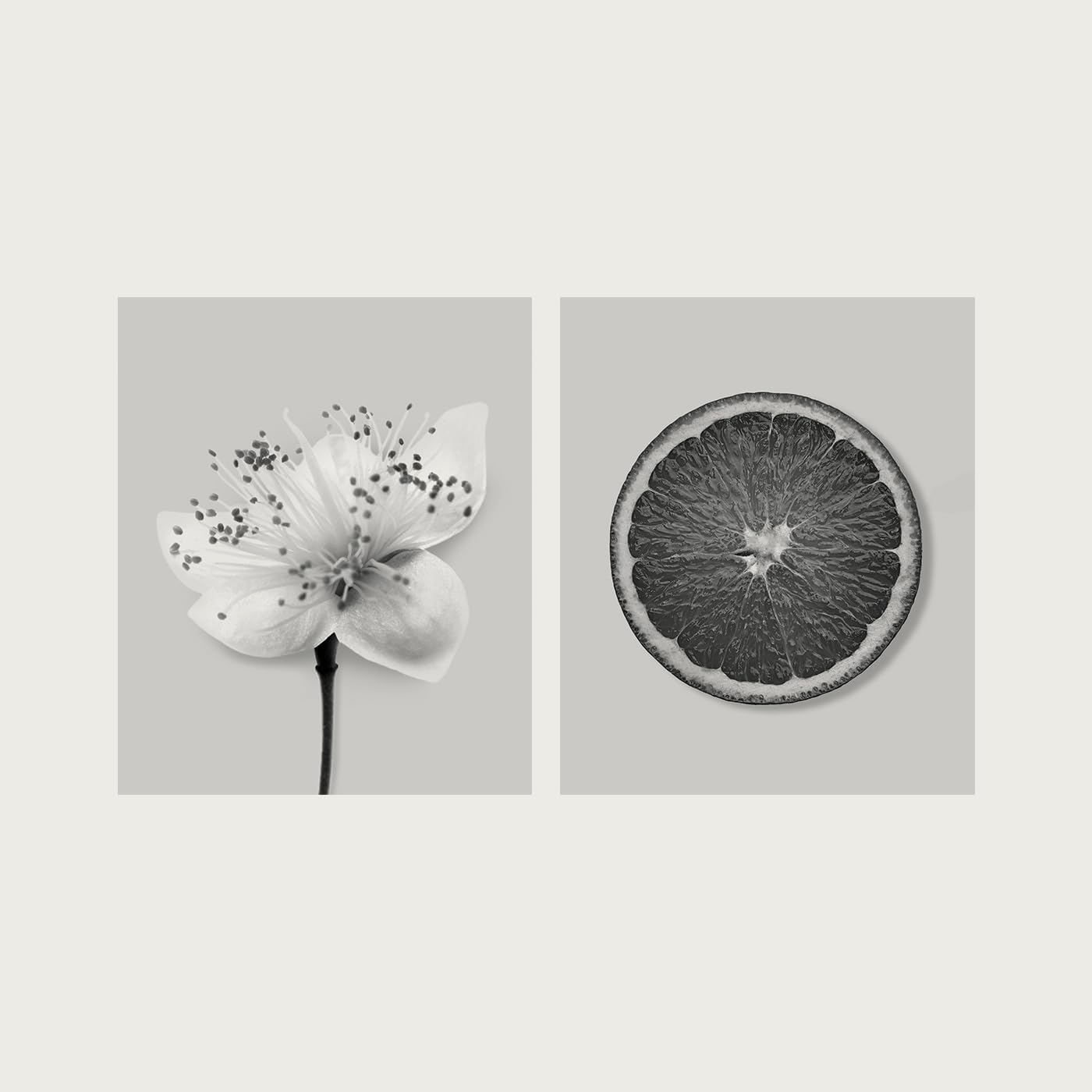 Thankyou Hand Wash Botanical Lemon Myrtle & Oat Milk 500ml