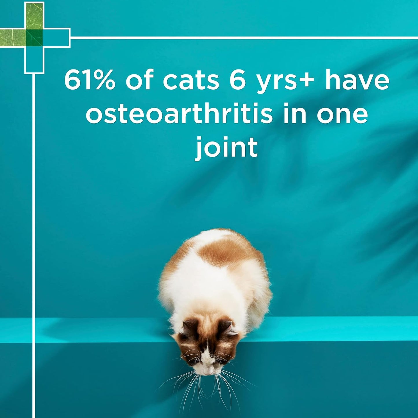 PAW By Blackmores OsteoSupport Joint Care (Powder For Cats) 60c