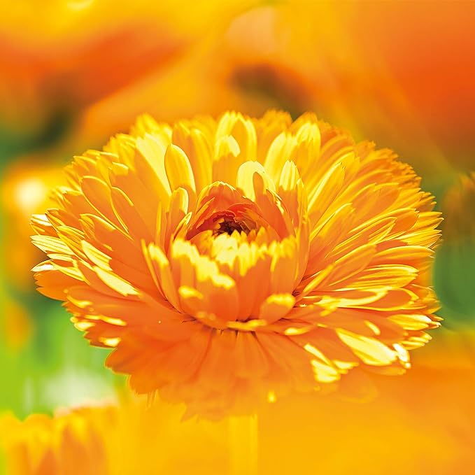Weleda Baby Organic Cream Bath Calendula 200ml