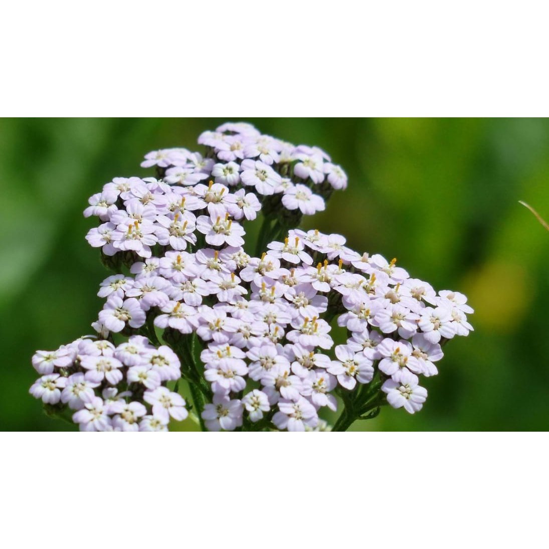 Ausganica Organic Essential Oil Yarrow 2ml