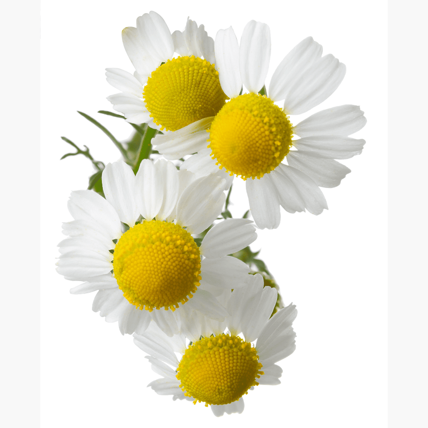 Ausganica Organic Essential Oil Dilution Chamomile German Blue 3% in Jojoba 10ml
