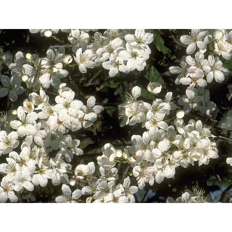 Bach Flower Remedies Cherry Plum 20ml