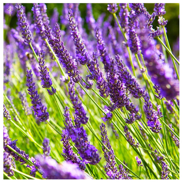 Ausganica Organic Essential Oil Lavandin 10ml