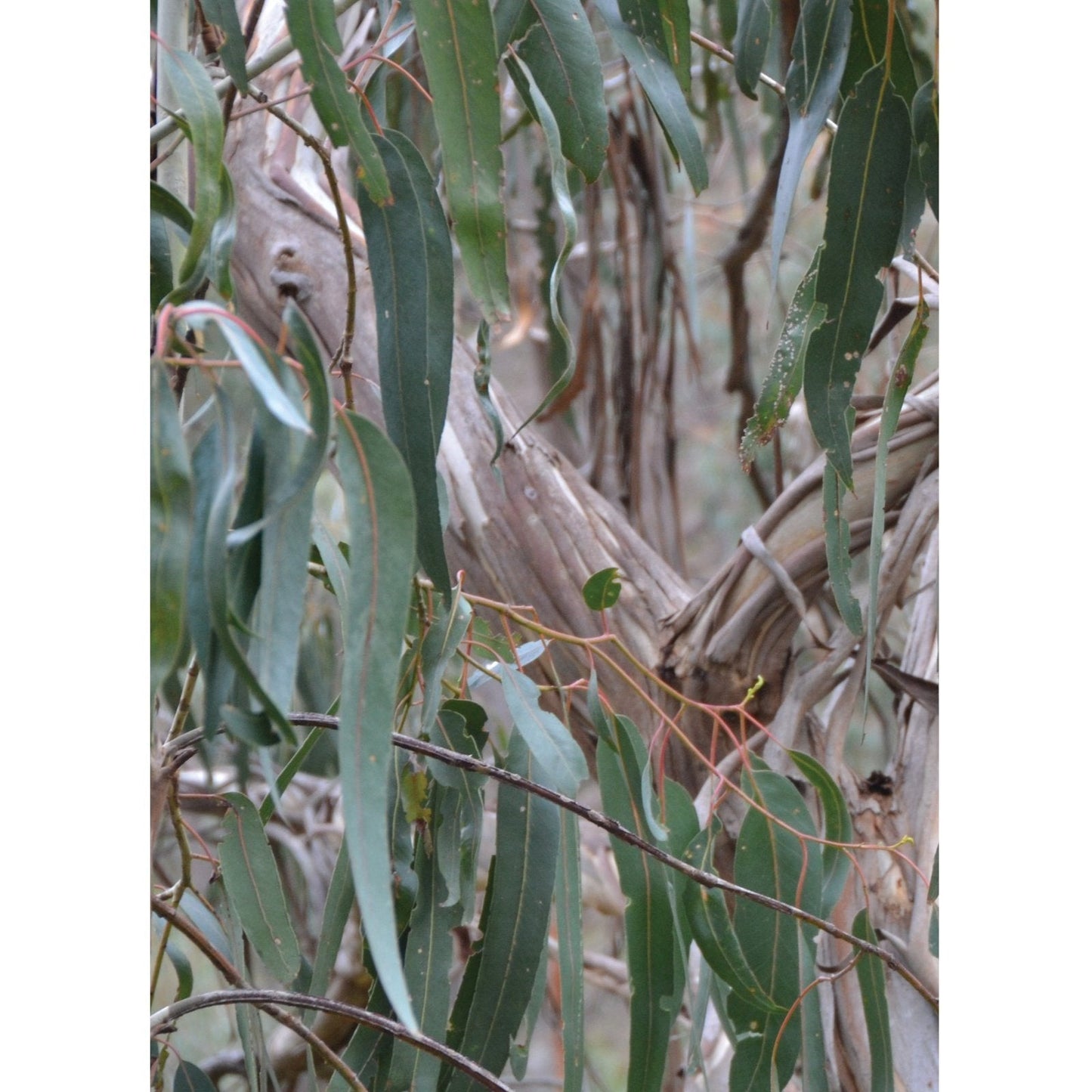 Ausganica Organic Essential Oil Eucalyptus Radiata 10ml