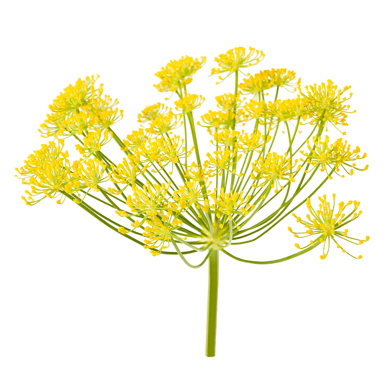 Ausganica Organic Essential Oil Fennel Sweet 10ml