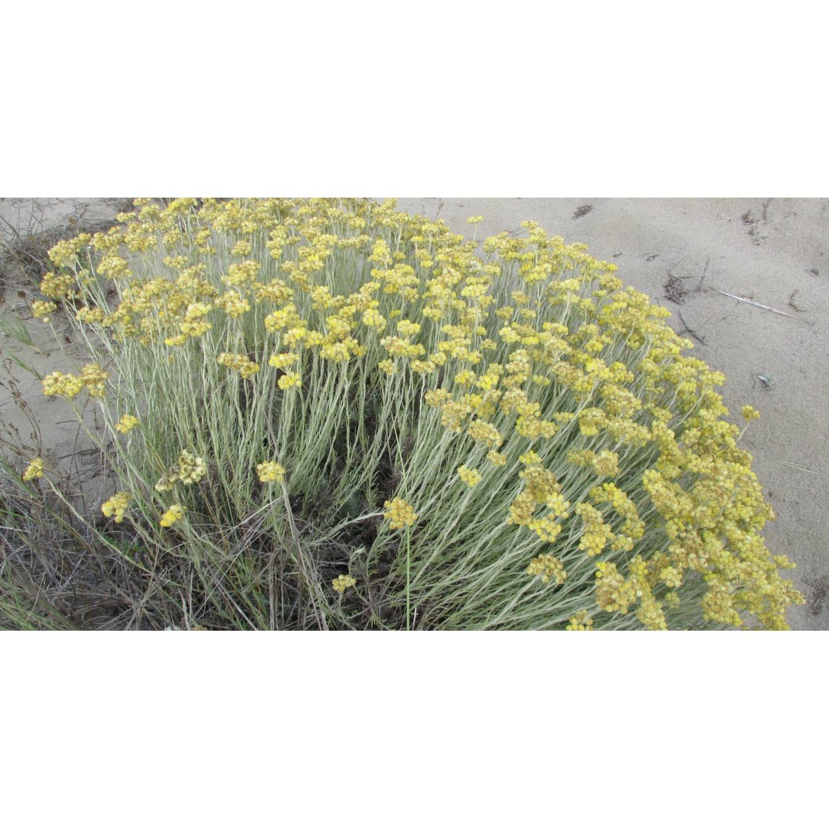 Ausganica Organic Essential Oil Immortelle 2ml