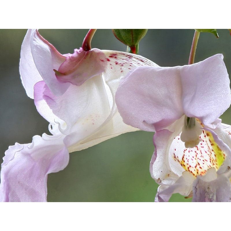 Bach Flower Remedies Impatiens 20ml