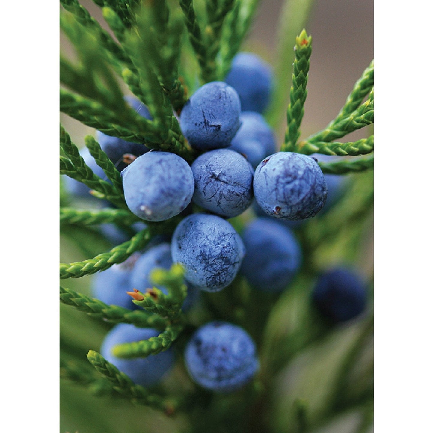 Ausganica Organic Essential Oil Juniperberry 10ml