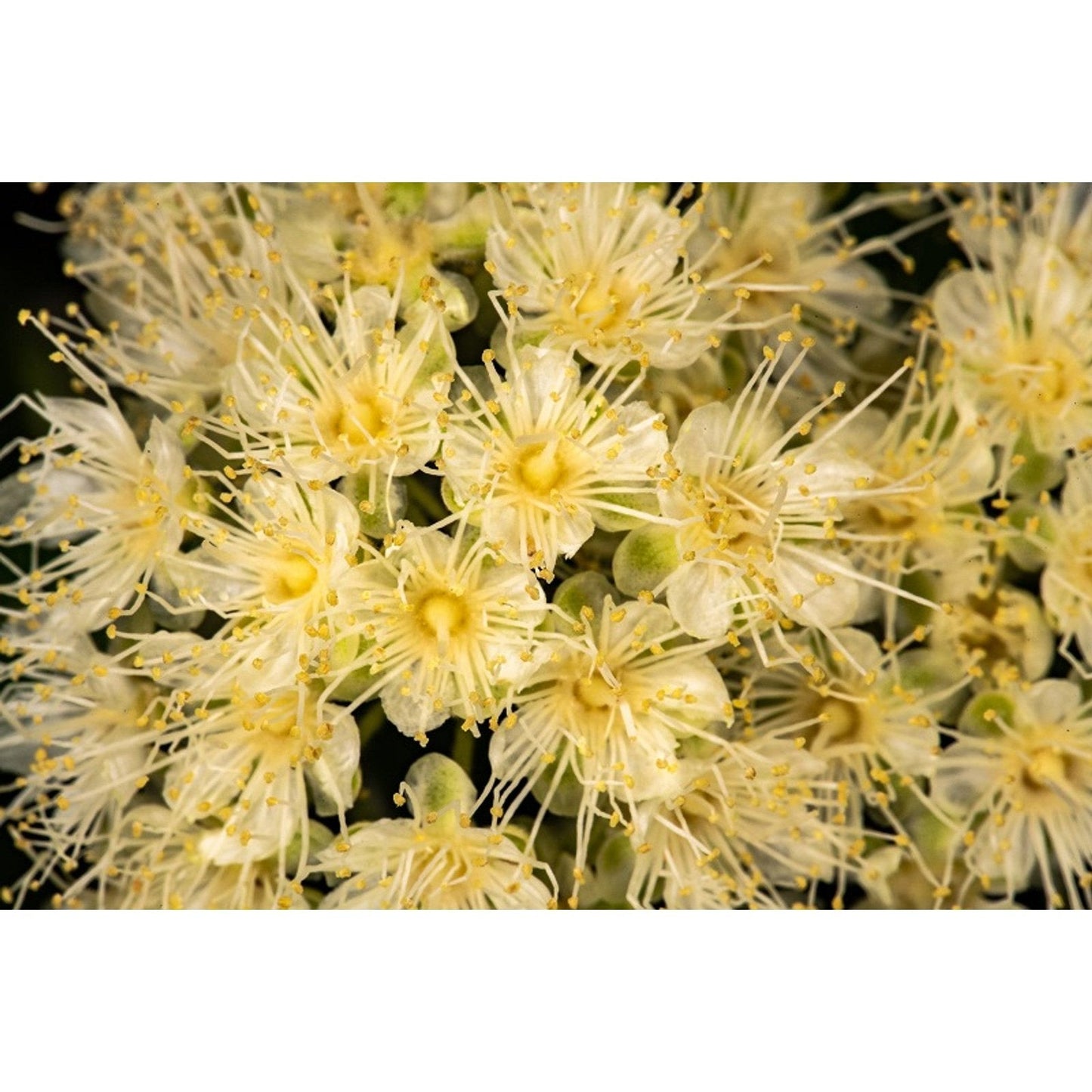 Ausganica Organic Essential Oil Lemon Myrtle 10ml
