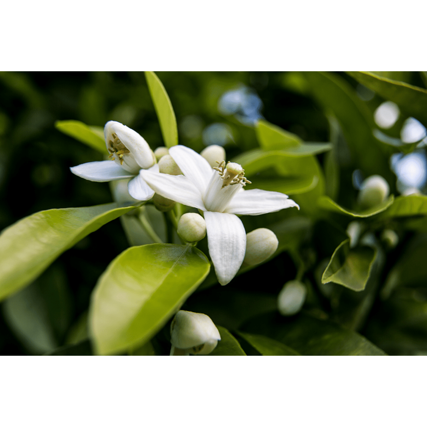 Ausganica Organic Essential Oil Dilution Immortelle 3% in Jojoba 10ml