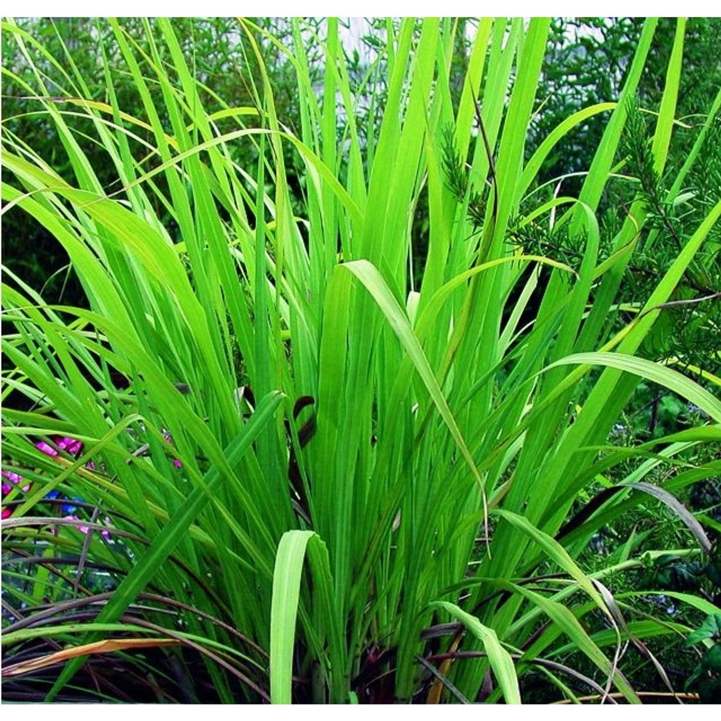 Ausganica Organic Essential Oil Palmarosa 10ml