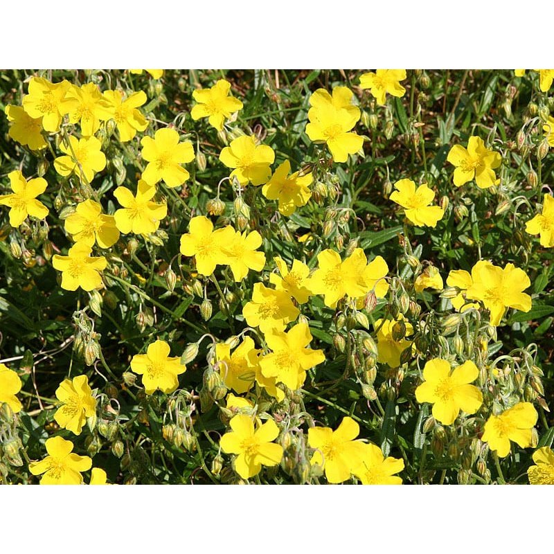 Bach Flower Remedies Rock Rose 20ml
