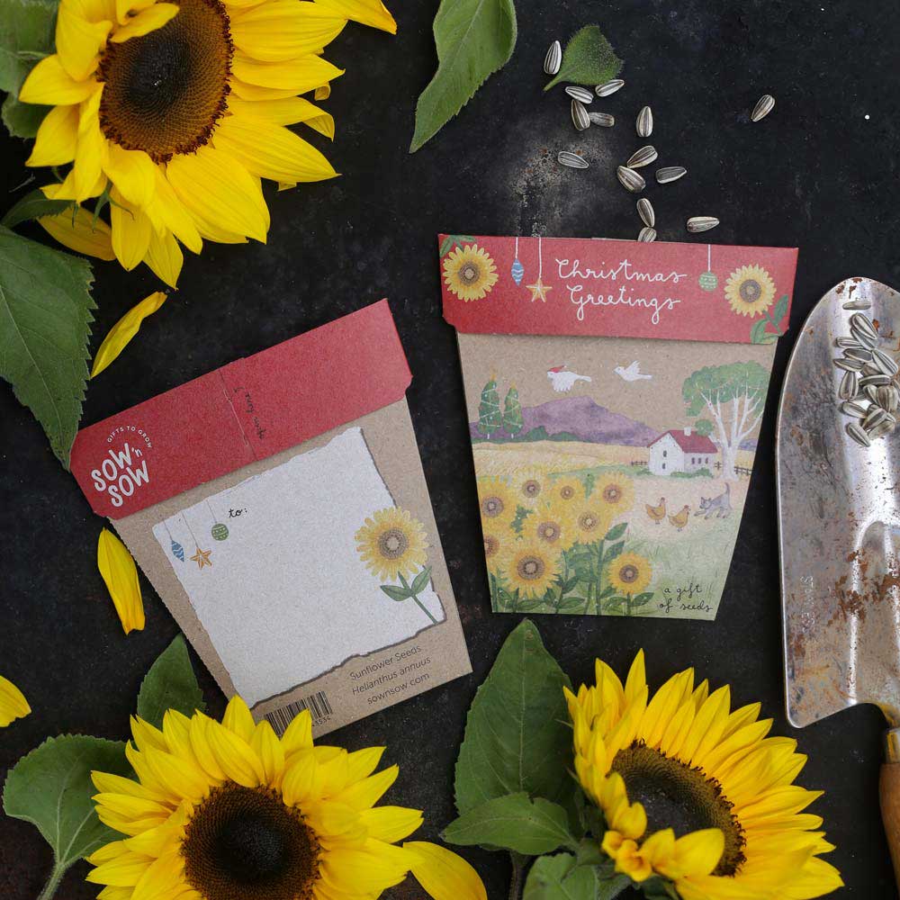 SOW 'N SOW Gift of Seeds Christmas Sunflowers 1