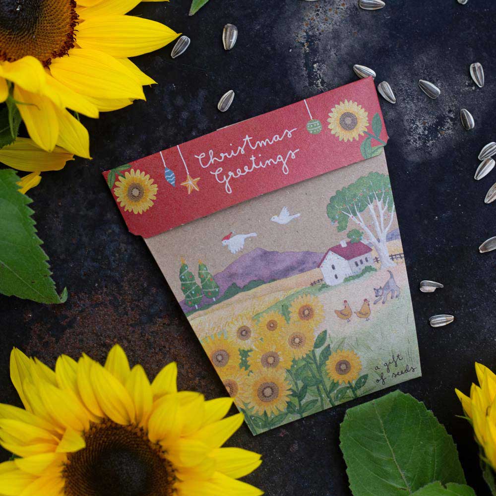 SOW 'N SOW Gift of Seeds Christmas Sunflowers 1