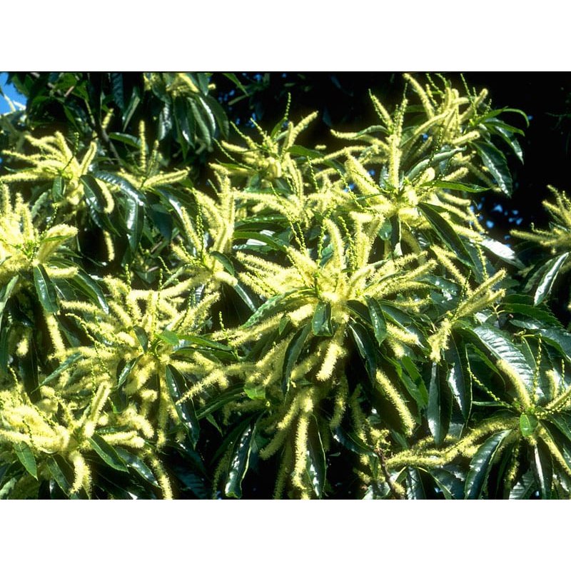 Bach Flower Remedies Sweet Chestnut 20ml