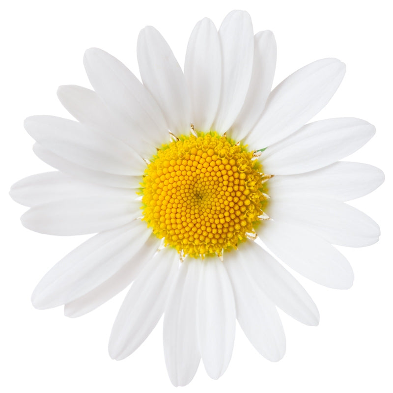 Ausganica Organic Hydrosol Chamomile German 125ml