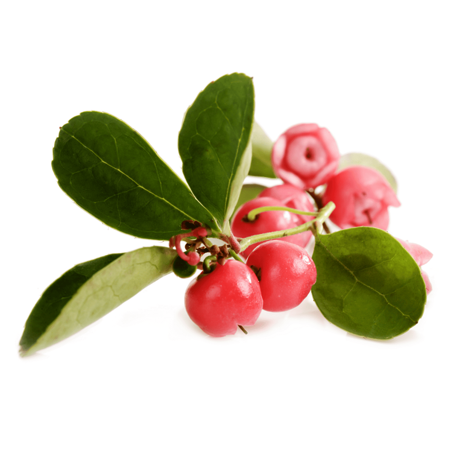 Ausganica Organic Essential Oil Wintergreen 10ml