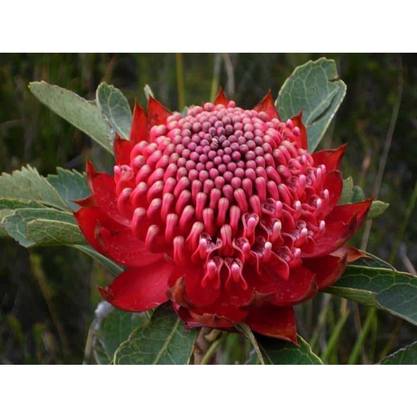 Australian Bush Flower Essences Waratah 15ml