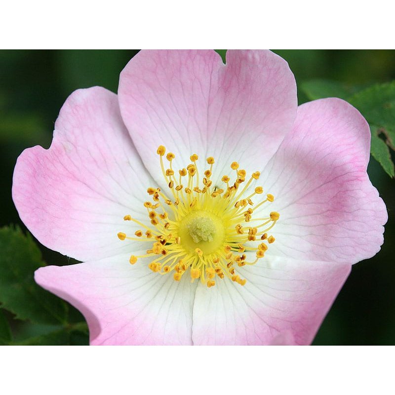 Bach Flower Remedies Wild Rose 20ml
