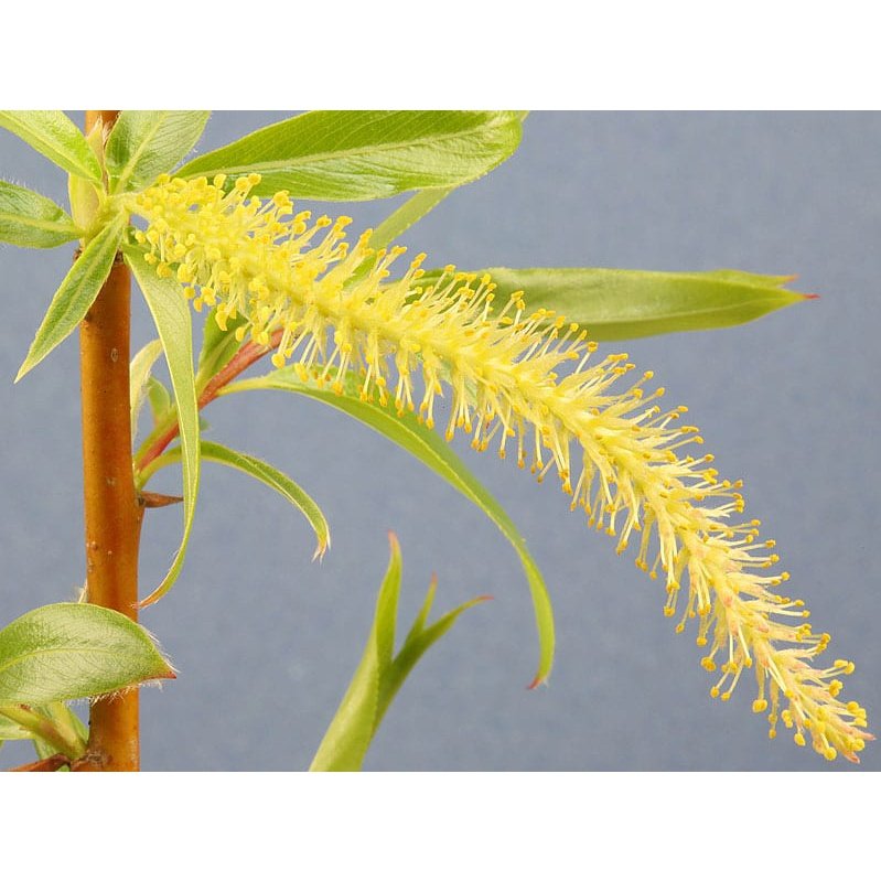 Bach Flower Remedies Willow 20ml