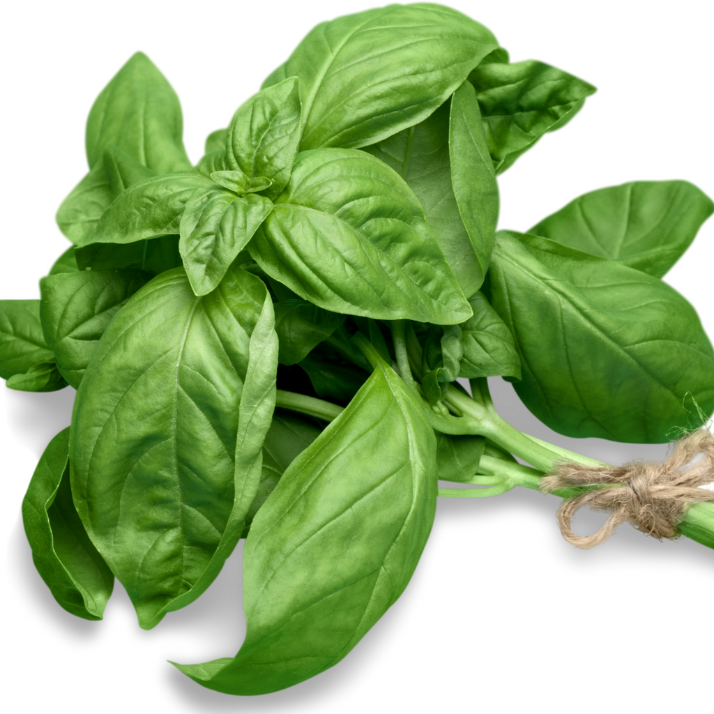 Ausganica Organic Essential Oil Basil 10ml