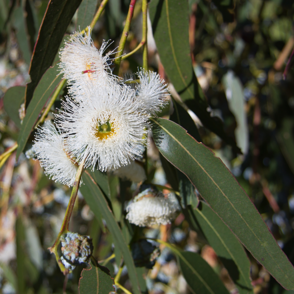Ausganica Organic Essential Oil Eucalyptus Globulus 10ml