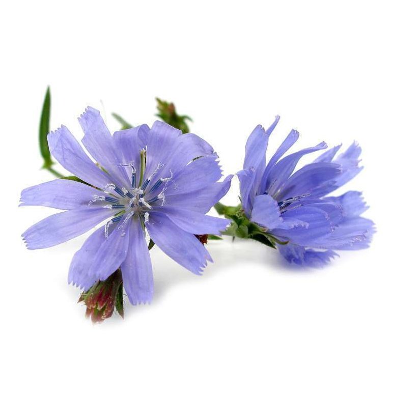 Bach Flower Remedies Chicory 20ml
