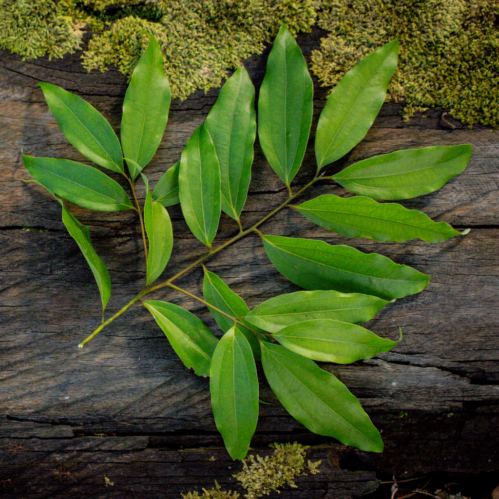 Ausganica Organic Essential Oil Cinnamon Leaf 10ml