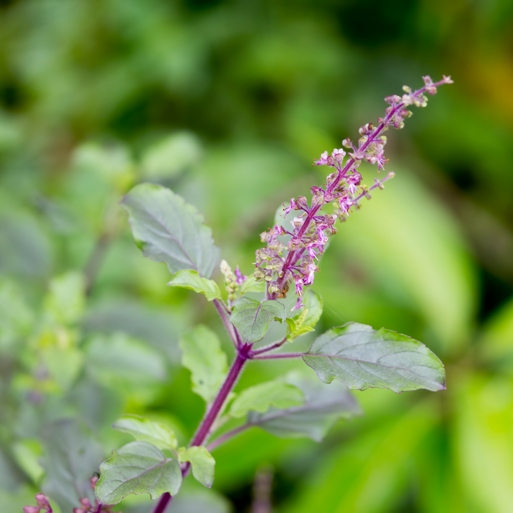 Ausganica Organic Essential Oil Holy Basil 5ml
