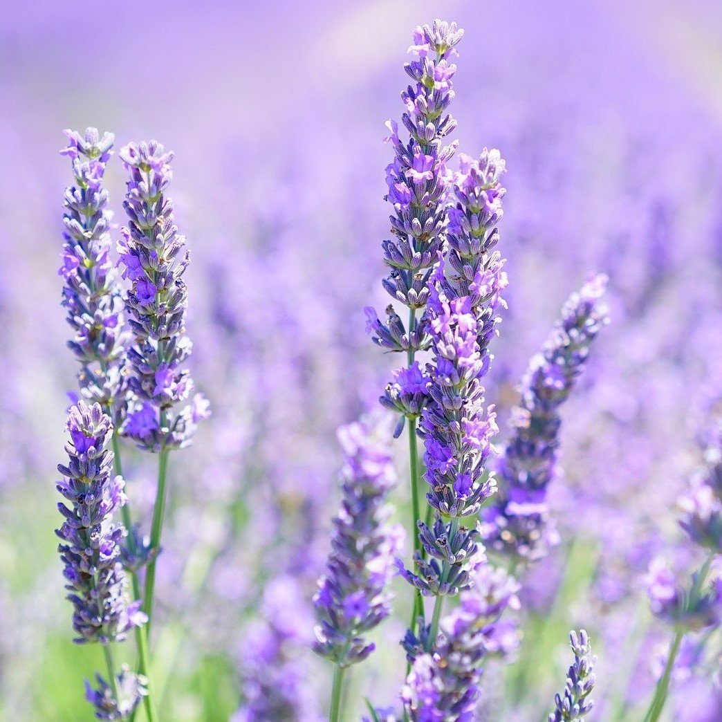 Ausganica Organic Essential Oil Lavender 10ml