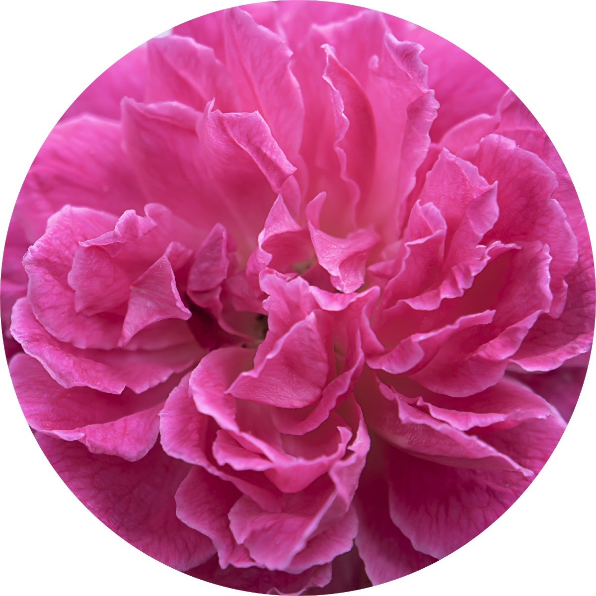 Ausganica Organic Essential Oil Rose Otto 2ml