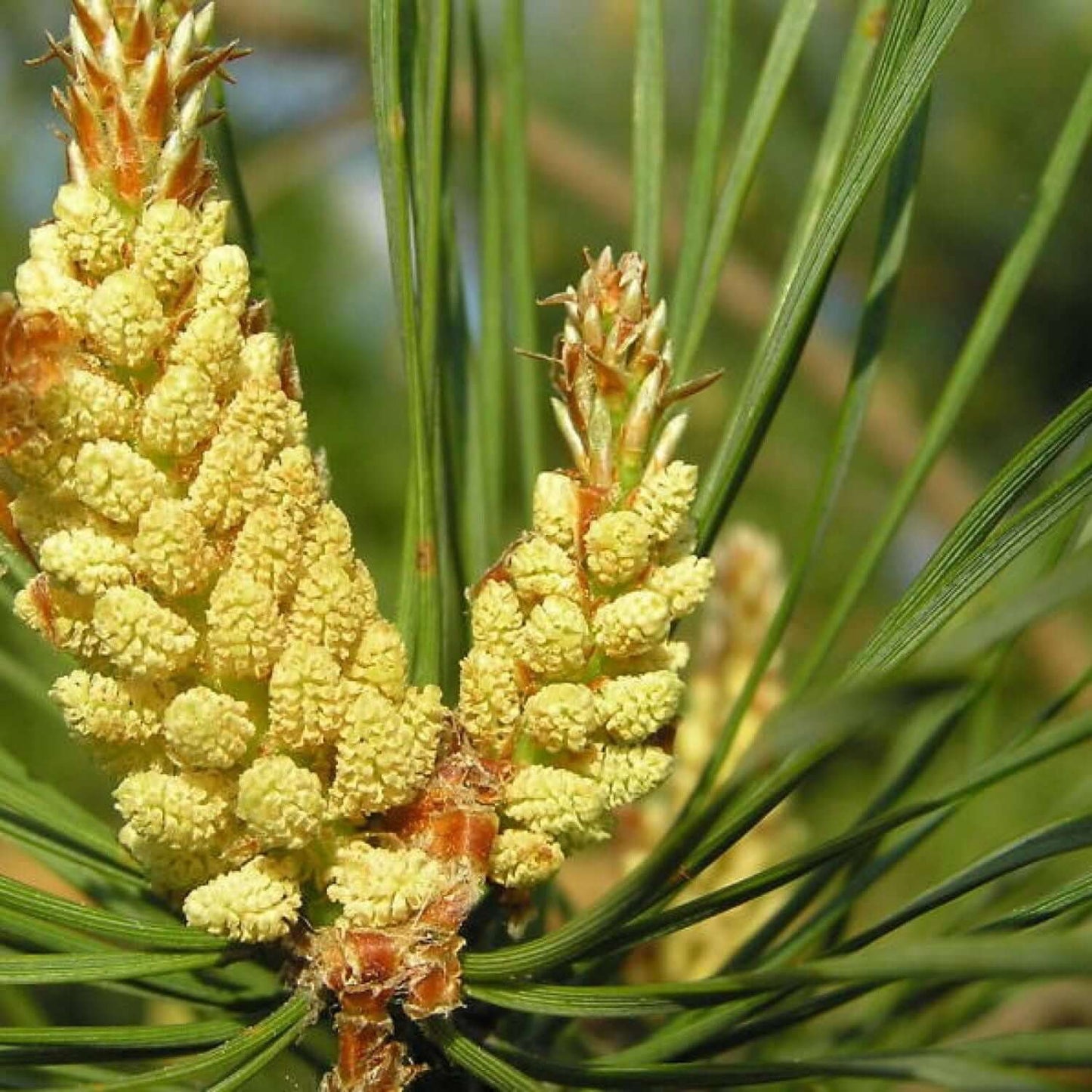 Ausganica Organic Essential Oil Pine Scotch 10ml